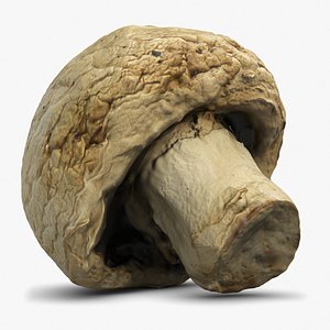 Mushroom 5 Agaricus Campestris