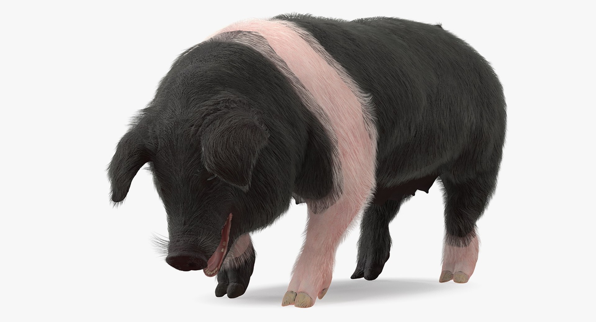 Hampshire Pig Sow with Fur Standing Pose 3D Model 3D model preview