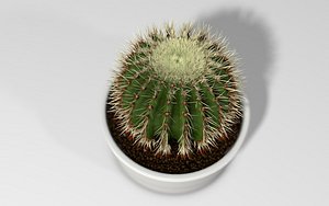 Cactus