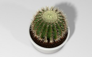 Cactus