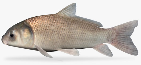 3d ictiobus niger black buffalo model