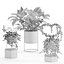 Conjunto de plantas de interior para namorados04