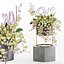 Conjunto de plantas de interior para namorados04
