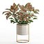 Conjunto de plantas de interior para namorados04