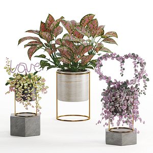 Indoor Plant Valentine set04 3D