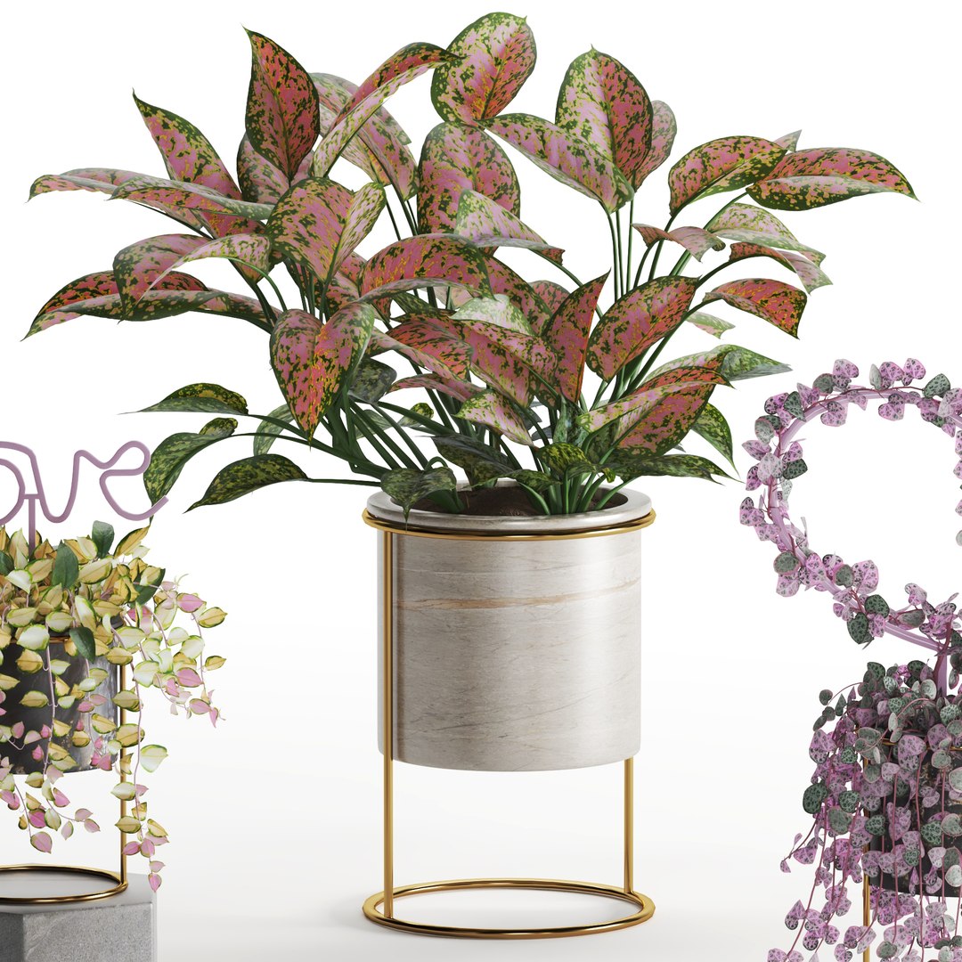 Indoor Plant Valentine set04 3D https://p.turbosquid.com/ts-thumb/Uo/4QlW75/dw/z05/jpg/1707578989/1920x1080/fit_q87/c4c45283c3a0447aaf68aa69f7af3aa885ff9638/z05.jpg