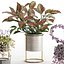 Conjunto de plantas de interior para namorados04