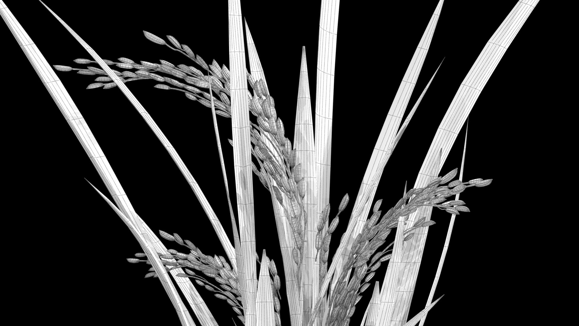 GROWING FLOWER PADDY 2014 Model - TurboSquid 1743290