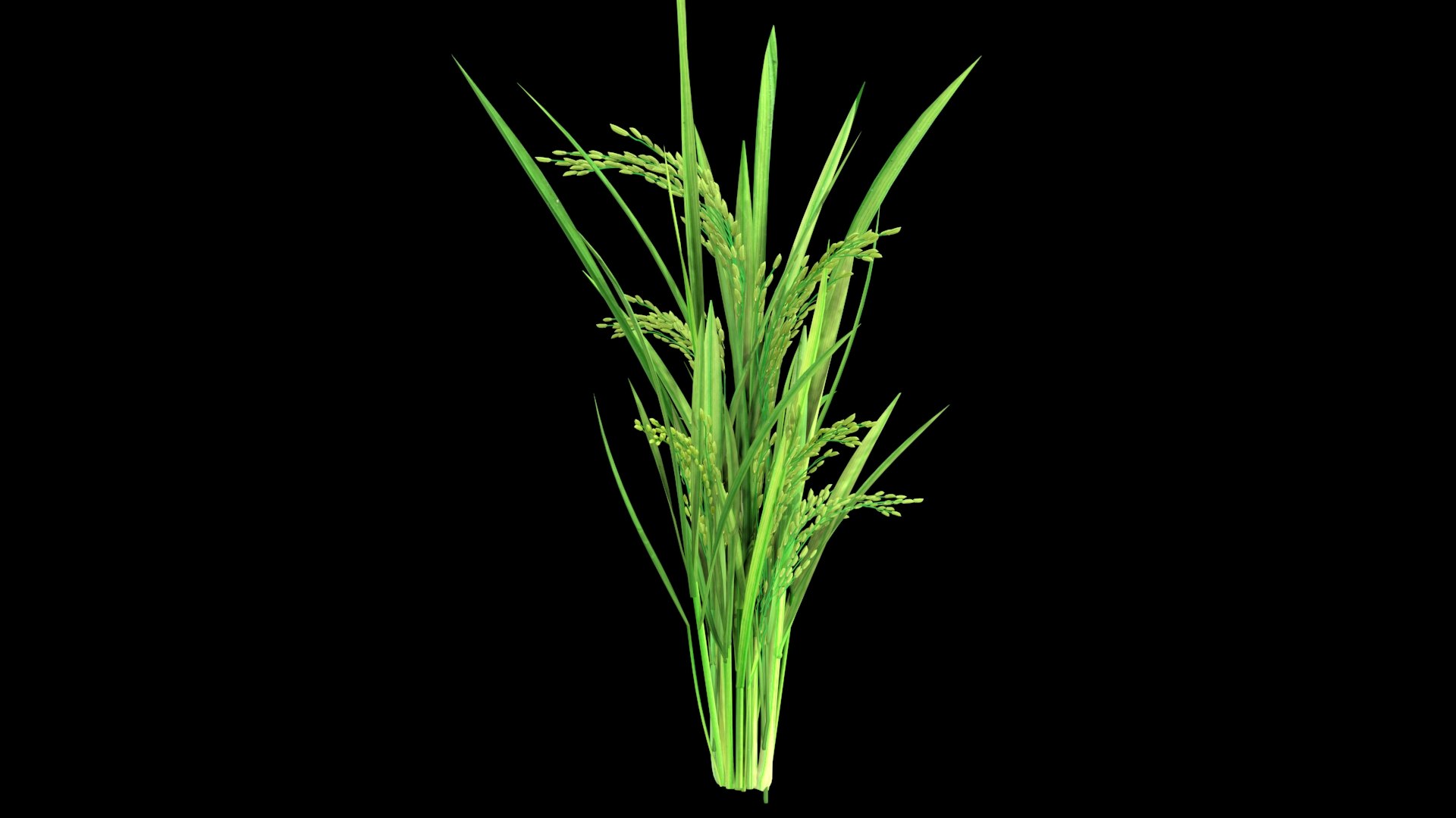 GROWING FLOWER PADDY 2014 Model - TurboSquid 1743290