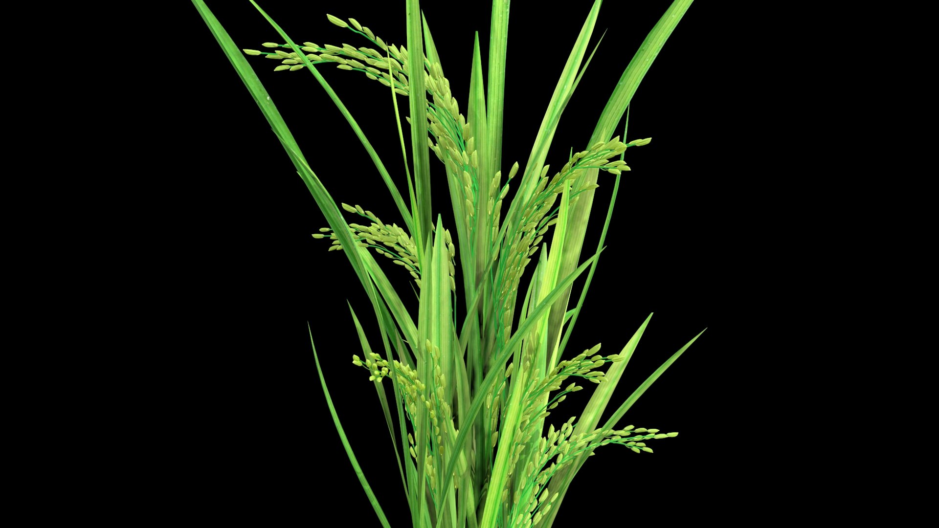 GROWING FLOWER PADDY 2014 Model - TurboSquid 1743290