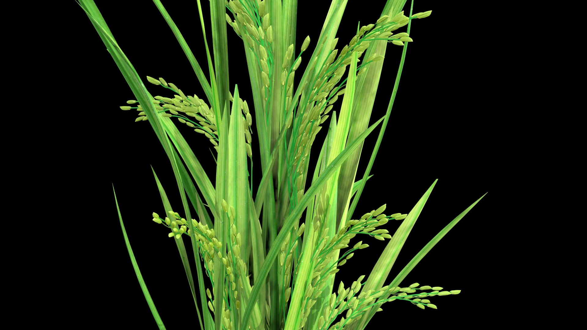 GROWING FLOWER PADDY 2014 Model - TurboSquid 1743290