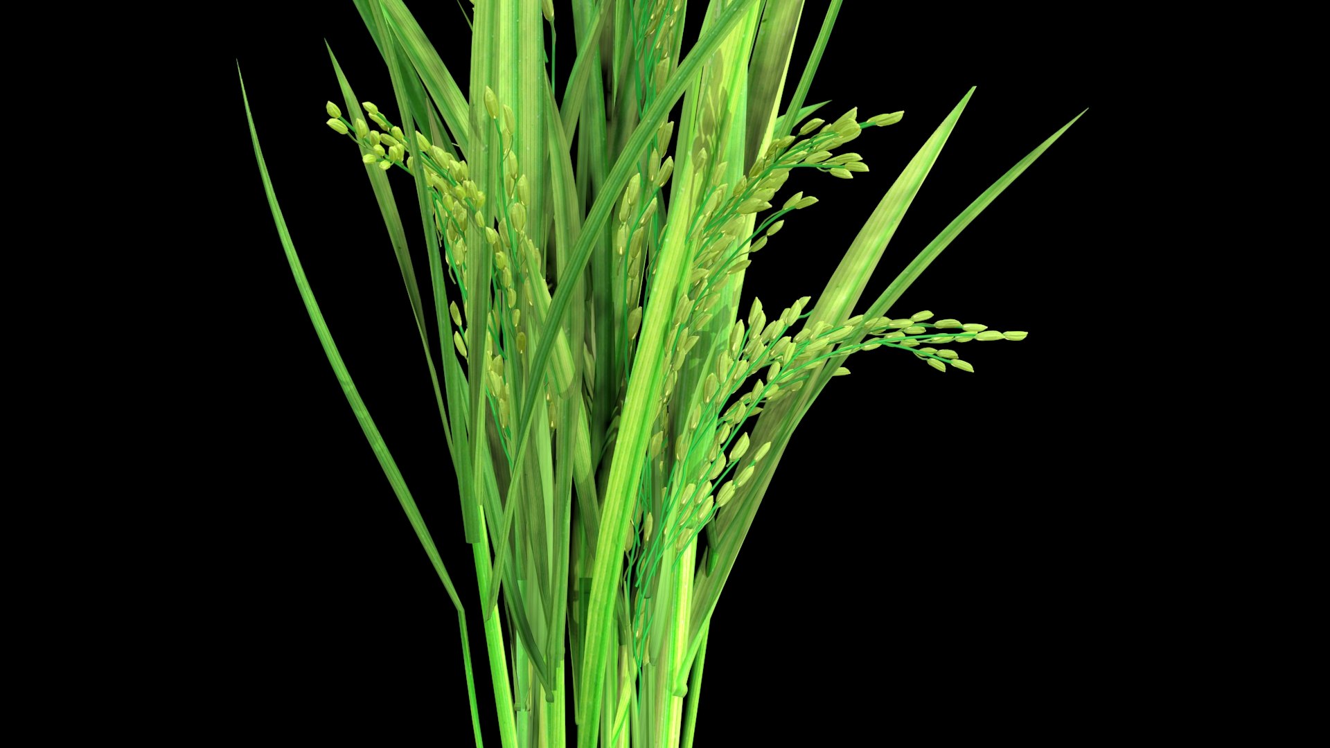 GROWING FLOWER PADDY 2014 Model - TurboSquid 1743290