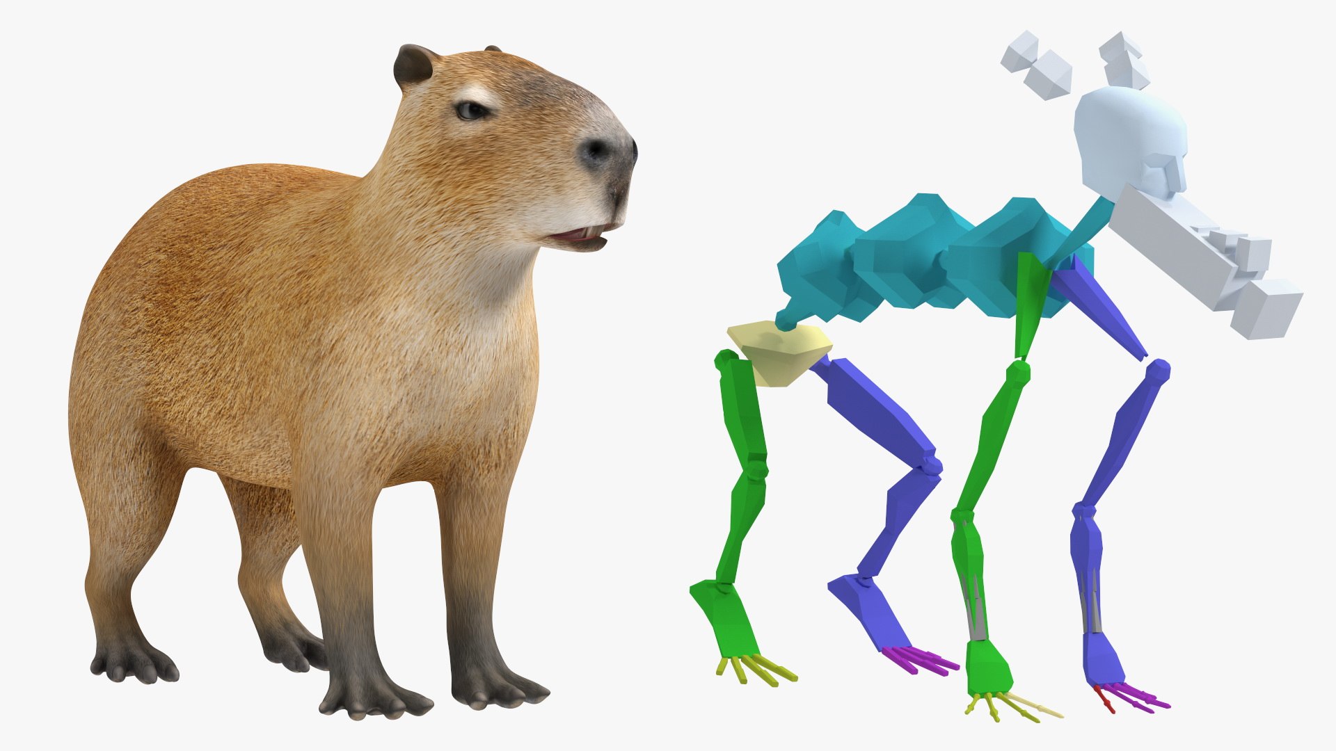 Capybara Rigged 3D Model - TurboSquid 1944888
