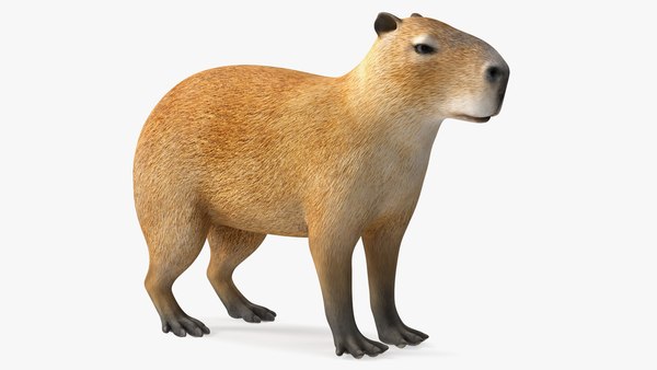 Capivara 3D realista com Daisy · Creative Fabrica