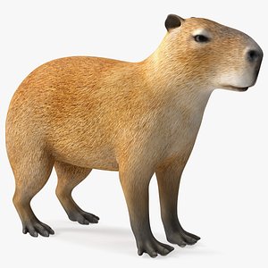 Capybara Rigged