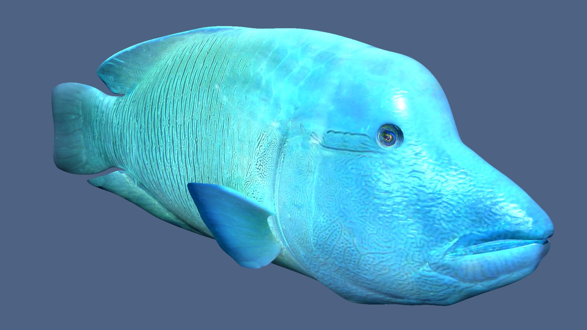 Napoleon Fish 3D - TurboSquid 2194606