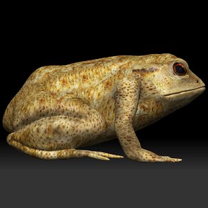 Poison Dart frog 3D model