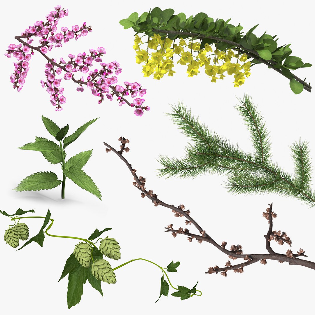 Branches Collection 4 3D model preview