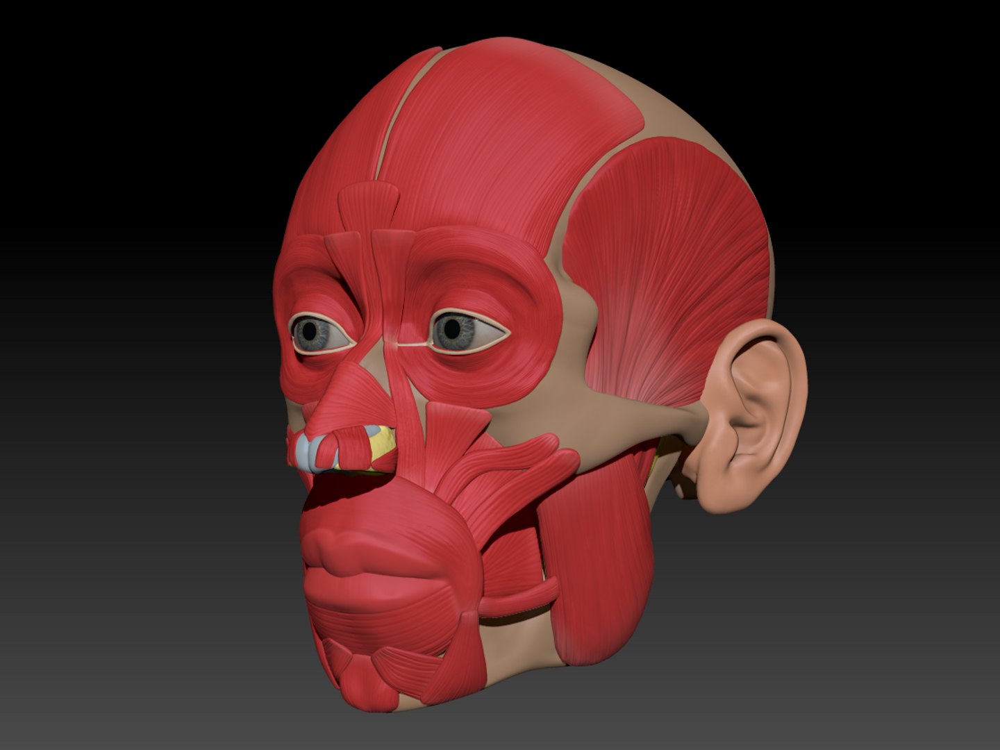 modeled muscles face anatomy 3D https://p.turbosquid.com/ts-thumb/Uo/Ui6HTQ/0GAiOhPU/zbrushdocument2/png/1560428776/1920x1080/fit_q87/f06bdfee9c1d9ebd292fef5219e09fc2fba74adb/zbrushdocument2.jpg