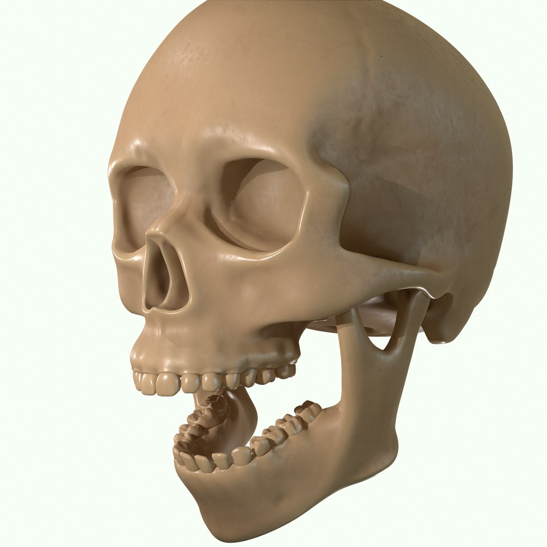 modeled muscles face anatomy 3D https://p.turbosquid.com/ts-thumb/Uo/Ui6HTQ/1UvaXik4/29/png/1560428775/1920x1080/fit_q87/6bc5ca52693923264ea015774ec2694eaf7e8704/29.jpg