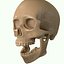 Full Head Muscle Anatomy