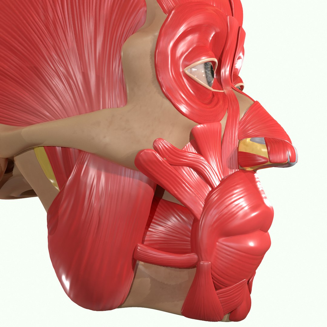 modeled muscles face anatomy 3D https://p.turbosquid.com/ts-thumb/Uo/Ui6HTQ/2fYsuPyg/7/png/1560428775/1920x1080/fit_q87/cdfe673267a3b120c67260475525878b709fdf00/7.jpg