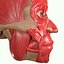 Full Head Muscle Anatomy