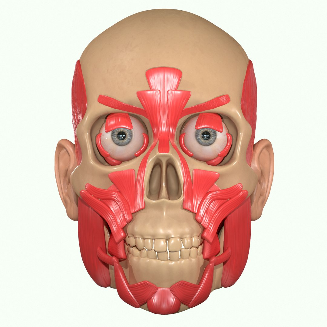 modeled muscles face anatomy 3D https://p.turbosquid.com/ts-thumb/Uo/Ui6HTQ/2xsAQe0m/5_2/png/1560428774/1920x1080/fit_q87/71c8b96414f67ac1614d8102b2da0fce9e967367/5_2.jpg
