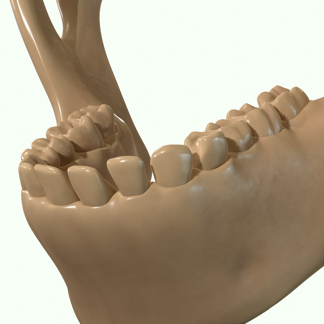 modeled muscles face anatomy 3D https://p.turbosquid.com/ts-thumb/Uo/Ui6HTQ/32zrauXe/47/png/1560428775/1920x1080/fit_q87/1bcb5aed5c5ed3158119ea91275bfd63aa27c302/47.jpg