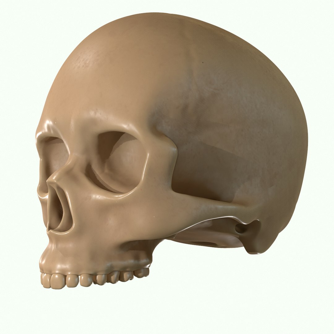 modeled muscles face anatomy 3D https://p.turbosquid.com/ts-thumb/Uo/Ui6HTQ/3byNfAlS/38/png/1560428775/1920x1080/fit_q87/f10028f8a539360c0c3756bfbd481f14bb3e2300/38.jpg