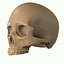 Full Head Muscle Anatomy