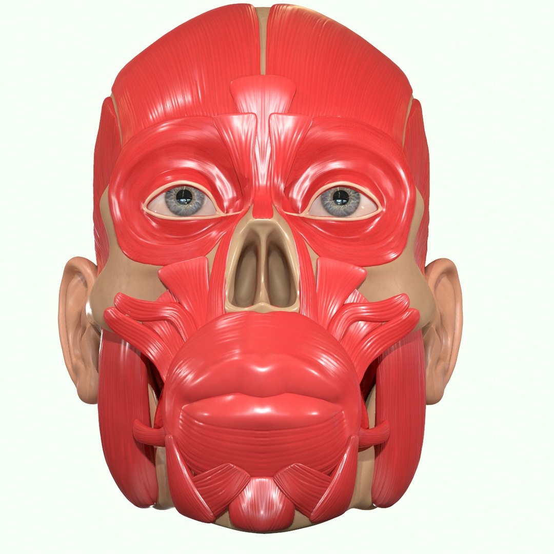 modeled muscles face anatomy 3D https://p.turbosquid.com/ts-thumb/Uo/Ui6HTQ/4NFwf76E/16_1/png/1560428775/1920x1080/fit_q87/d65823d2402dab0d2792bf4a0ce469ac30b9470d/16_1.jpg