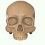 Full Head Muscle Anatomy