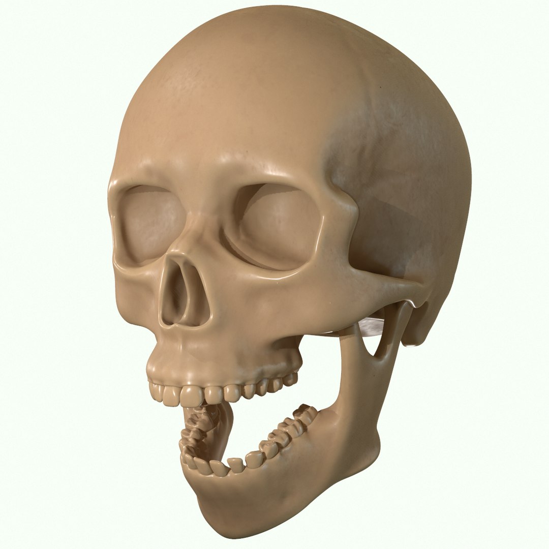 modeled muscles face anatomy 3D https://p.turbosquid.com/ts-thumb/Uo/Ui6HTQ/5W9feJuw/30/png/1560428775/1920x1080/fit_q87/95050575165de2baefbeaf04439c9b6fac3be23c/30.jpg