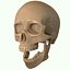 Full Head Muscle Anatomy