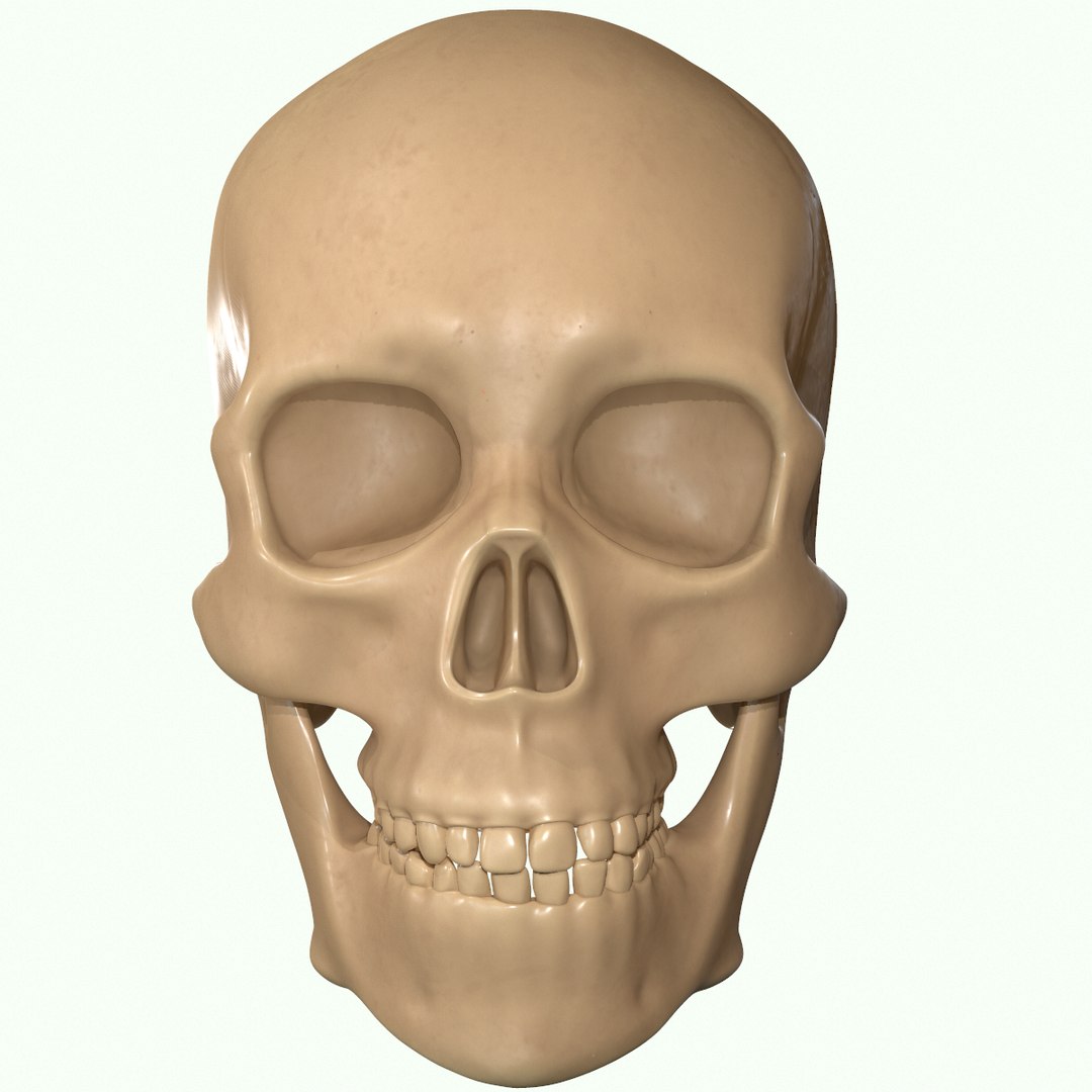 modeled muscles face anatomy 3D https://p.turbosquid.com/ts-thumb/Uo/Ui6HTQ/5nauFhMg/5_3/png/1560428774/1920x1080/fit_q87/94f8e90e53e94de995705ac57688e5ff2e61af7c/5_3.jpg