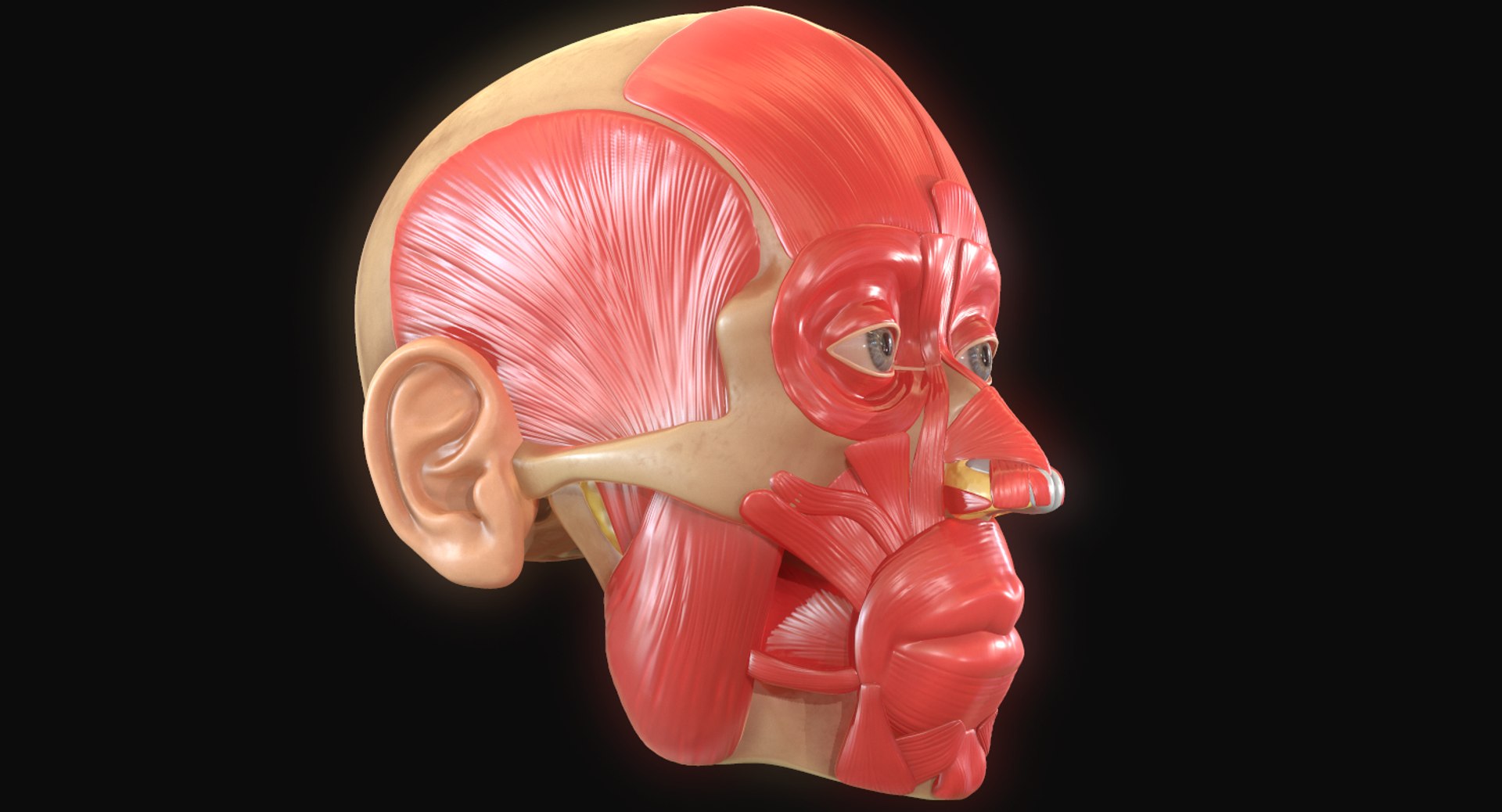 modeled muscles face anatomy 3D https://p.turbosquid.com/ts-thumb/Uo/Ui6HTQ/5ohp2WNb/14/png/1560440403/1920x1080/fit_q87/a4023d2bfa471e6bc22de75d103cd574f2ce89d1/14.jpg