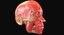 Full Head Muscle Anatomy