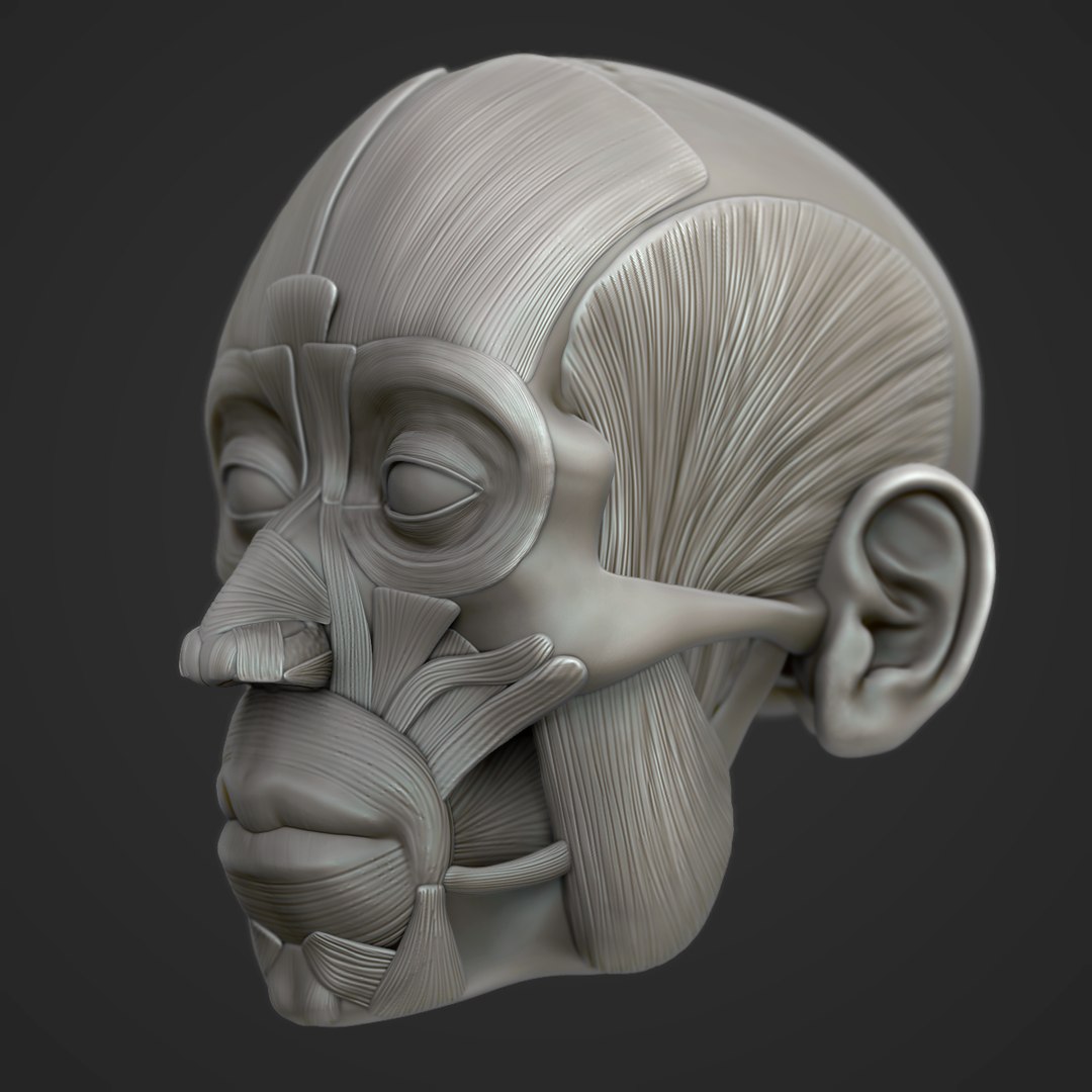 modeled muscles face anatomy 3D https://p.turbosquid.com/ts-thumb/Uo/Ui6HTQ/6LlSaUL0/2/png/1563093183/1920x1080/fit_q87/c2f7a350917f8773cc4ed70d62d55cd7effaeadc/2.jpg