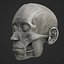 Full Head Muscle Anatomy