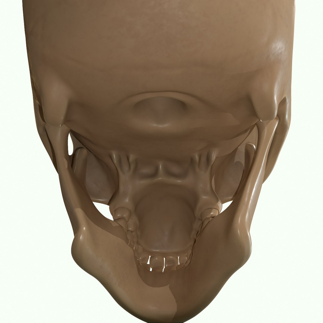 modeled muscles face anatomy 3D https://p.turbosquid.com/ts-thumb/Uo/Ui6HTQ/6NFqmDei/35_1/png/1560428775/1920x1080/fit_q87/bf0d972fc769bb9887828c602a6512427a5cbf15/35_1.jpg
