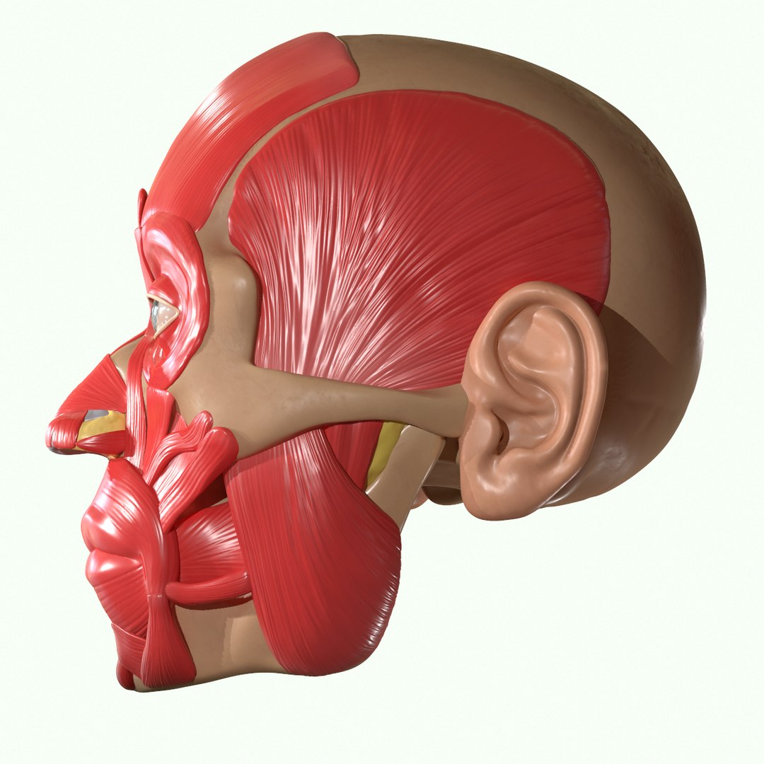 modeled muscles face anatomy 3D https://p.turbosquid.com/ts-thumb/Uo/Ui6HTQ/6bLEOQ88/10/png/1560428775/1920x1080/fit_q87/acf1f578b9be46b47ac3e633112f094503602101/10.jpg