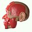 Full Head Muscle Anatomy
