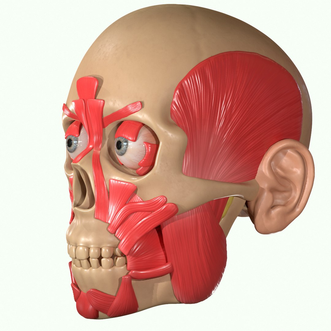modeled muscles face anatomy 3D https://p.turbosquid.com/ts-thumb/Uo/Ui6HTQ/8vIRjMCd/17/png/1560428775/1920x1080/fit_q87/7897cdf5201ac9a15f77036a4163c273bdd58dbb/17.jpg
