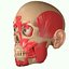 Full Head Muscle Anatomy