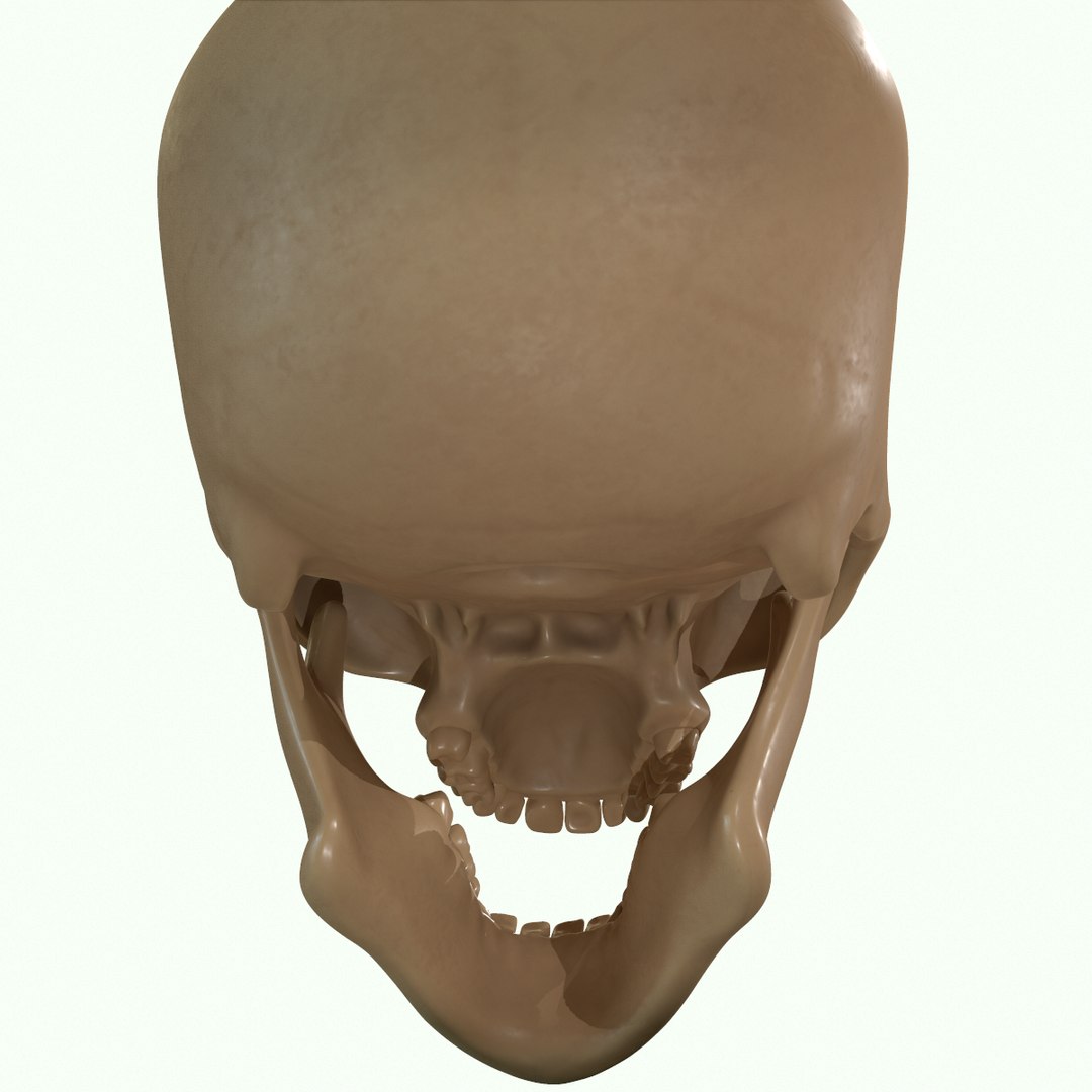 modeled muscles face anatomy 3D https://p.turbosquid.com/ts-thumb/Uo/Ui6HTQ/9G50V9rr/35/png/1560428775/1920x1080/fit_q87/816d1924dc44e3dea9c0dcecc3f93c5364639e03/35.jpg