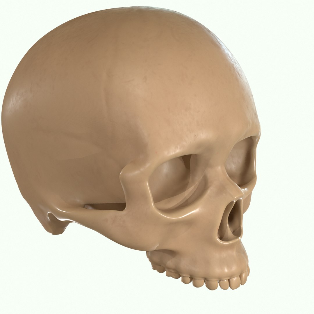 modeled muscles face anatomy 3D https://p.turbosquid.com/ts-thumb/Uo/Ui6HTQ/AzaH6SdT/40/png/1560428775/1920x1080/fit_q87/325cee37a39ba08cb430d270fe1ac45034ffee58/40.jpg
