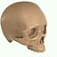 Full Head Muscle Anatomy