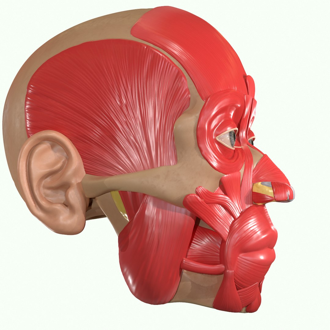 modeled muscles face anatomy 3D https://p.turbosquid.com/ts-thumb/Uo/Ui6HTQ/B9IxdXzb/6/png/1560428774/1920x1080/fit_q87/6eed7b6ef9d2d6dc88f143fa5b44891410cd7514/6.jpg