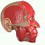 Full Head Muscle Anatomy